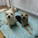Mixed Breed