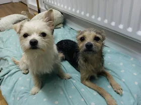 Mixed Breed