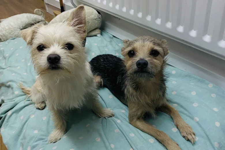Mixed Breed