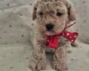 Maltipoo