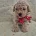 Maltipoo