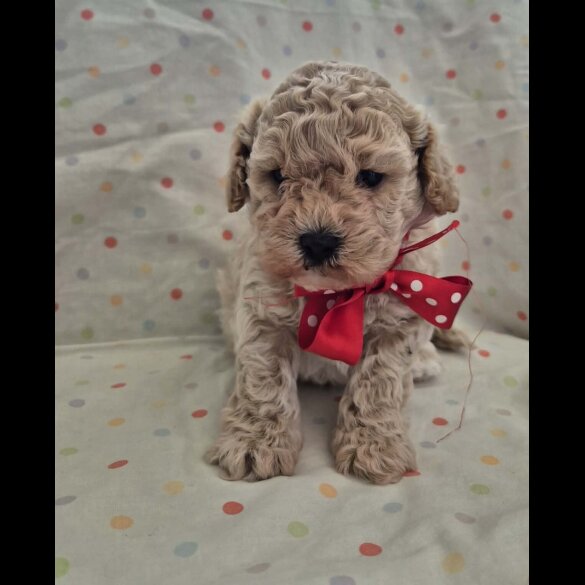 Maltipoo
