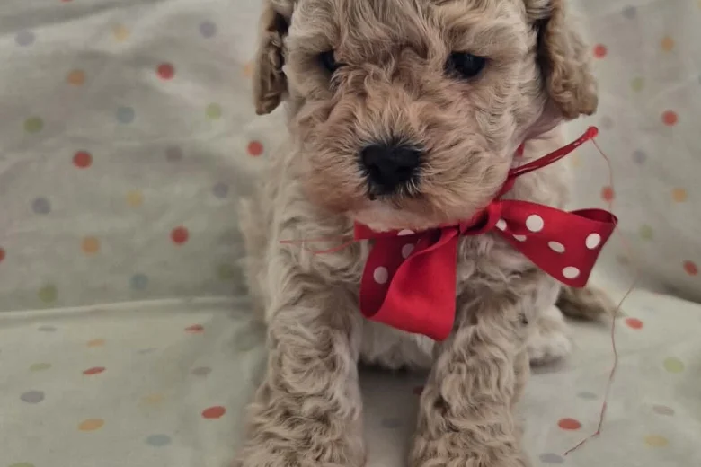 Maltipoo