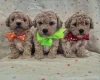 Maltipoo