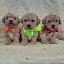 Maltipoo