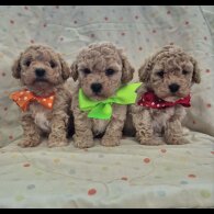 Maltipoo