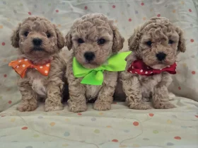 Maltipoo