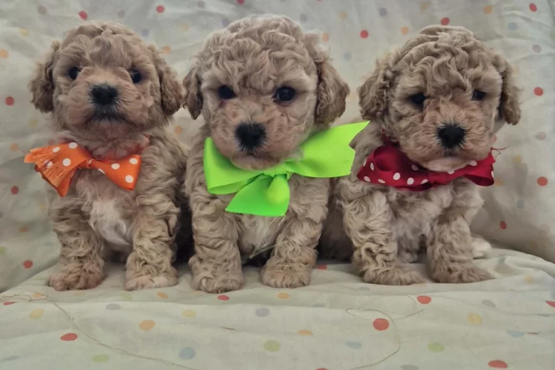 Maltipoo