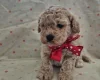 Maltipoo