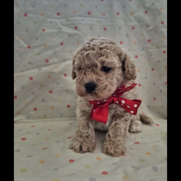 Maltipoo