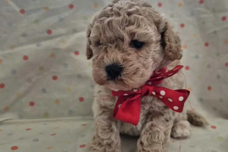 Maltipoo
