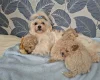 Maltipoo