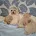 Maltipoo