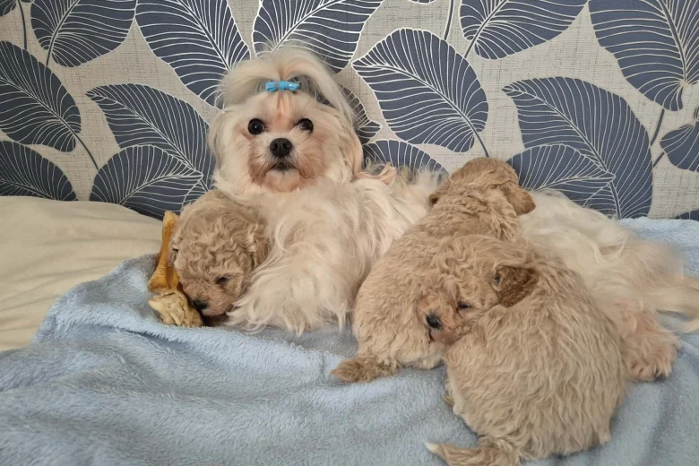 Maltipoo