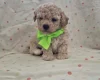 Maltipoo