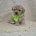 Maltipoo