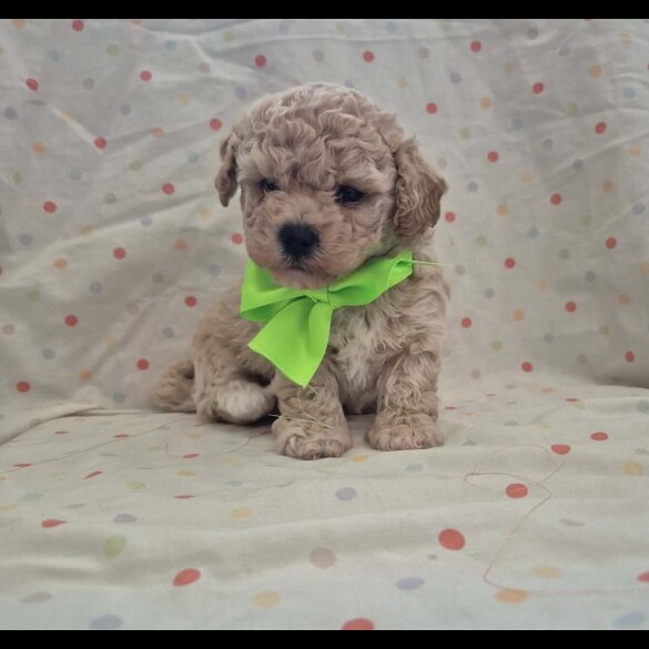 Maltipoo