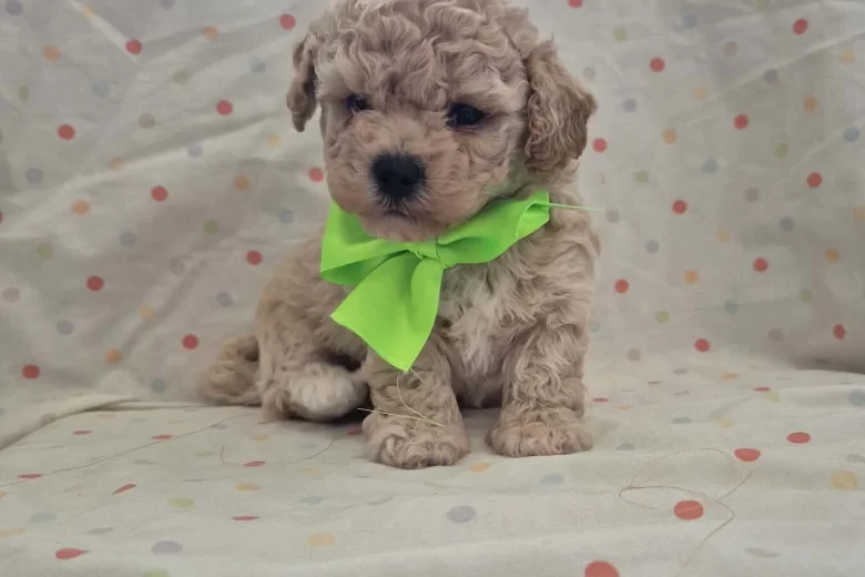 Maltipoo