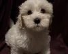 Coton De Tulear