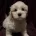 Coton De Tulear