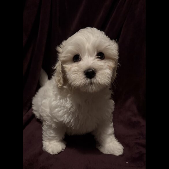 Coton De Tulear