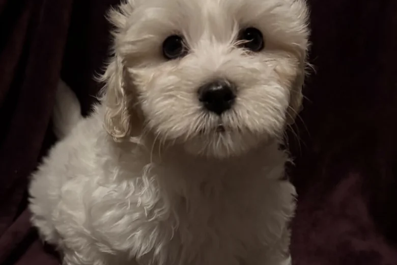 Coton De Tulear