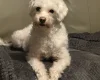 Coton De Tulear