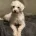 Coton De Tulear