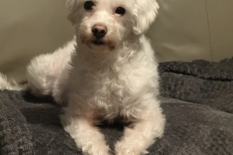 Coton De Tulear
