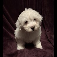 Coton De Tulear