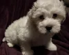 Coton De Tulear