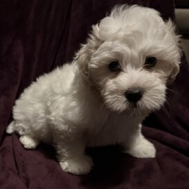 Coton De Tulear