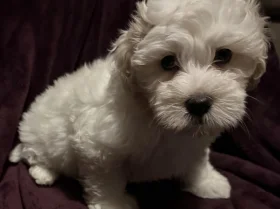 Coton De Tulear
