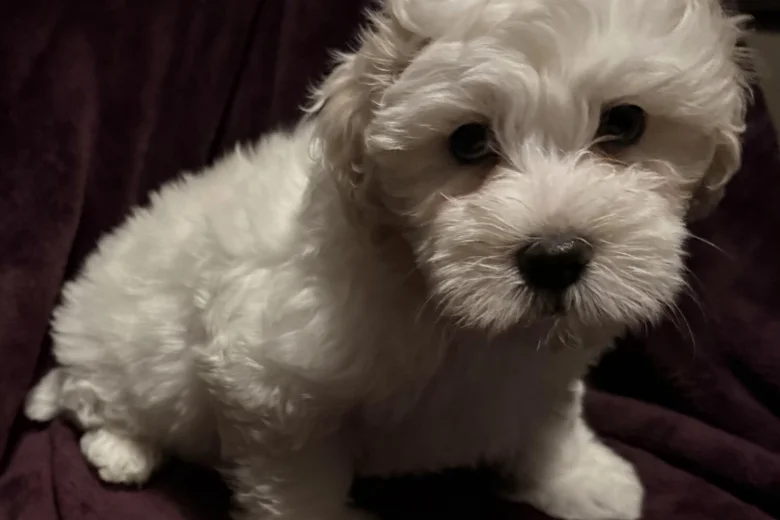 Coton De Tulear