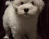 Coton De Tulear