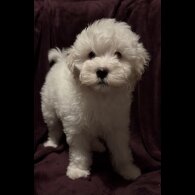 Coton De Tulear