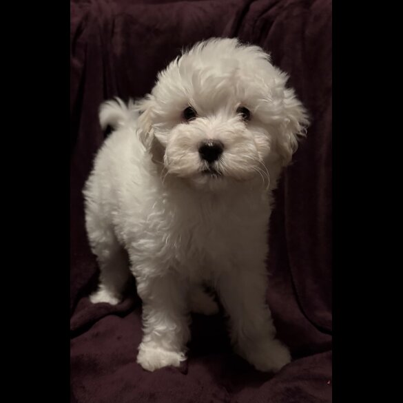 Coton De Tulear