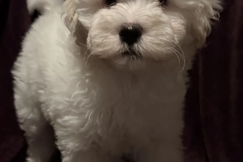 Coton De Tulear