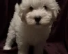 Coton De Tulear