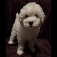 Coton De Tulear