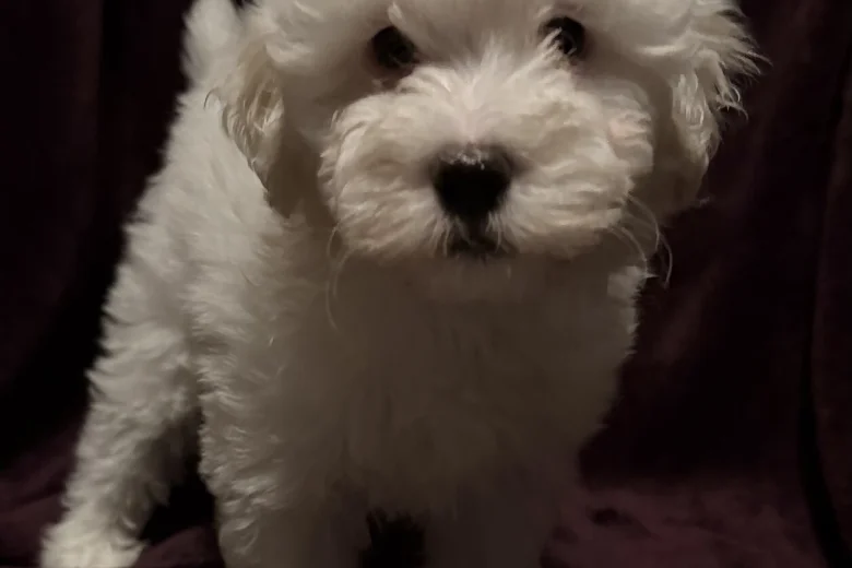 Coton De Tulear
