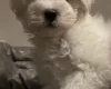 Coton De Tulear
