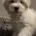 Coton De Tulear