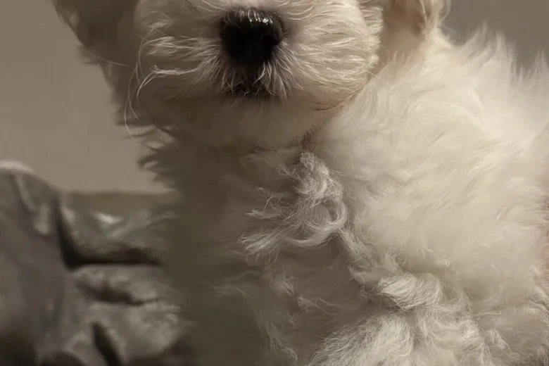Coton De Tulear