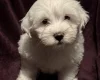 Coton De Tulear