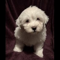 Coton De Tulear