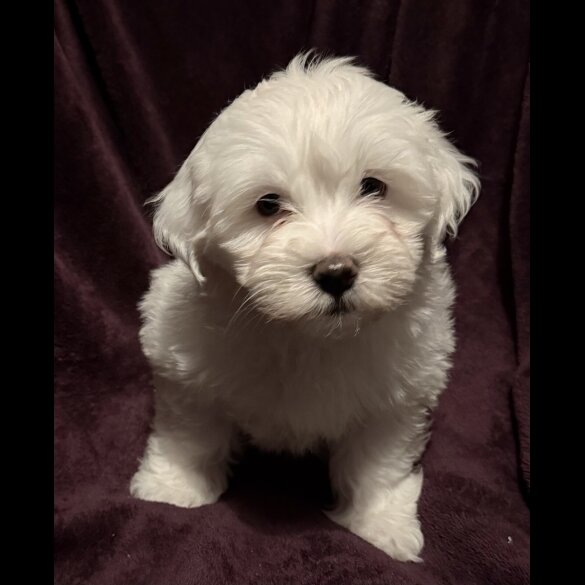 Coton De Tulear