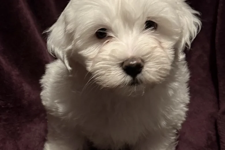 Coton De Tulear