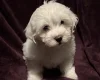 Coton De Tulear