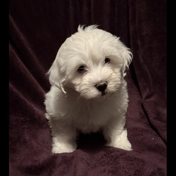 Coton De Tulear